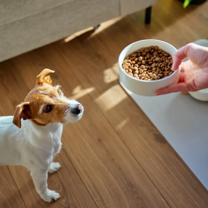 Croquettes Canard pour chien adulte stérilisé, sédentaire ou en surpoids