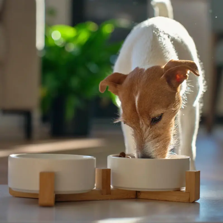 Croquettes Poisson blanc pour chien senior