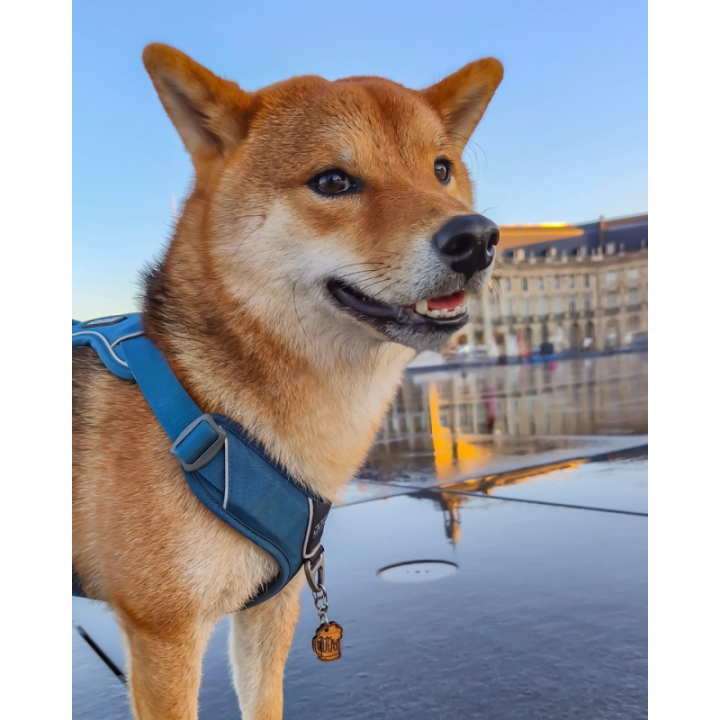 Médailles Originales en Bois pour Chien - ALBA