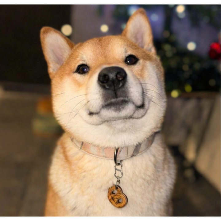 Médailles Originales en Bois pour Chien - ALBA