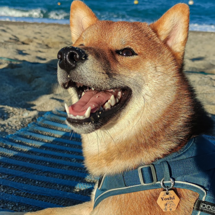 Médailles Originales en Bois pour Chien - MAHANA