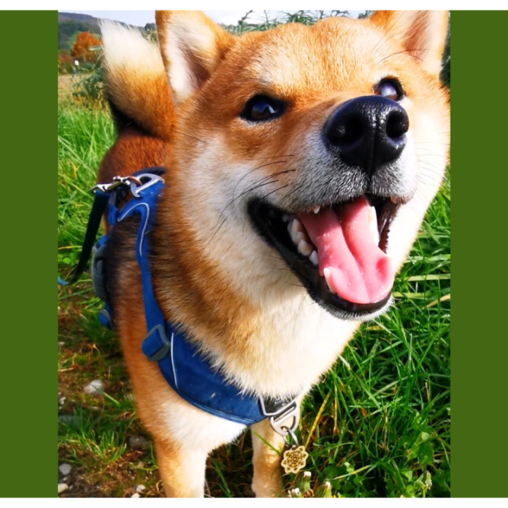 Médailles Originales en Bois pour Chien - YUKI