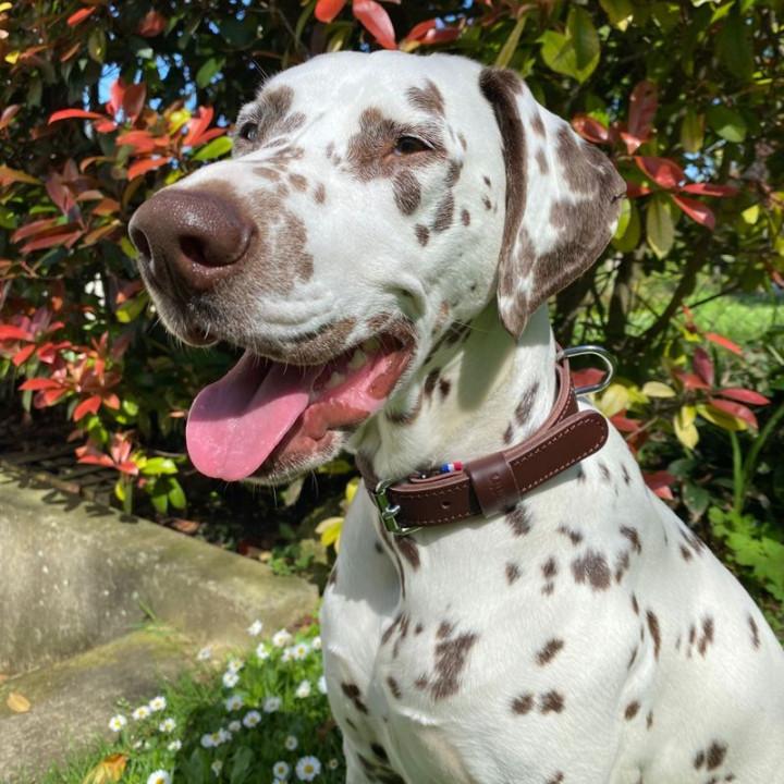 Collier en cuir épais 107 pour chien – Marron | GREENPATTES