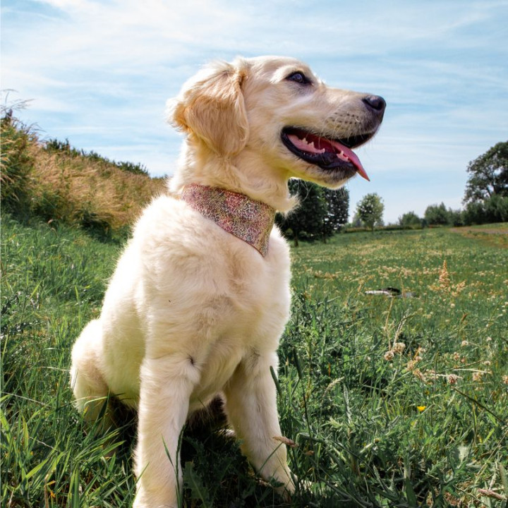 Collier bandana en cuir Malibu pour chien – Rose | GREENPATTES