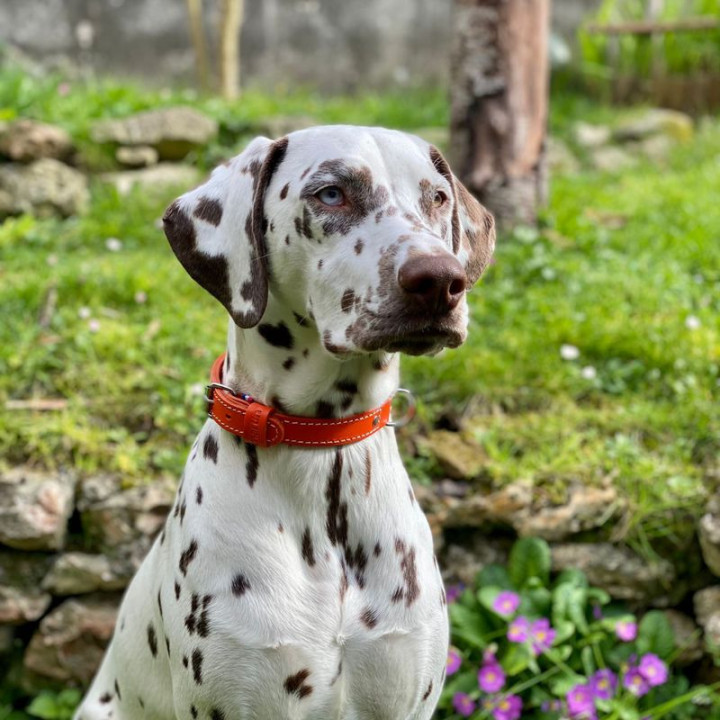 Collier en cuir épais 107 pour chien – Orange | GREENPATTES