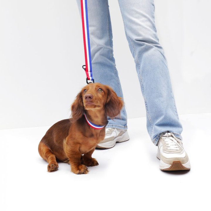 Laisse multiposition en nylon Tricolore pour chien | GREENPATTES