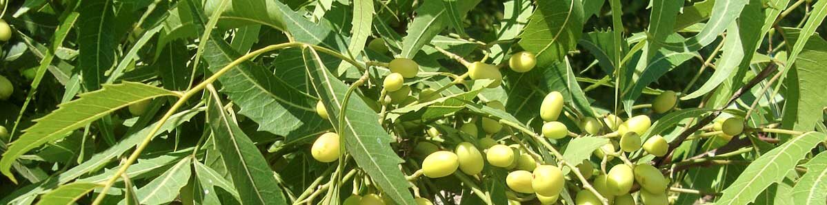 Animal Neem