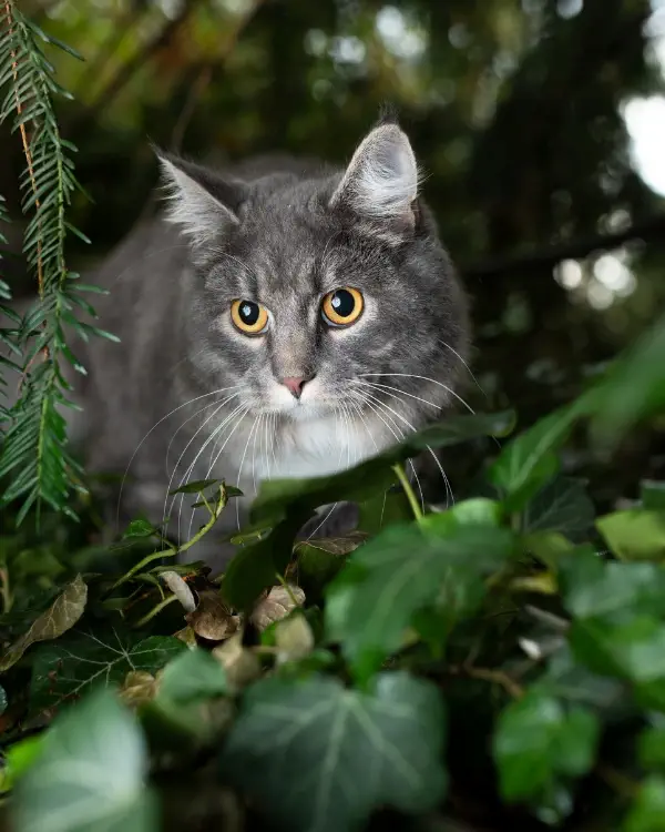 Chat