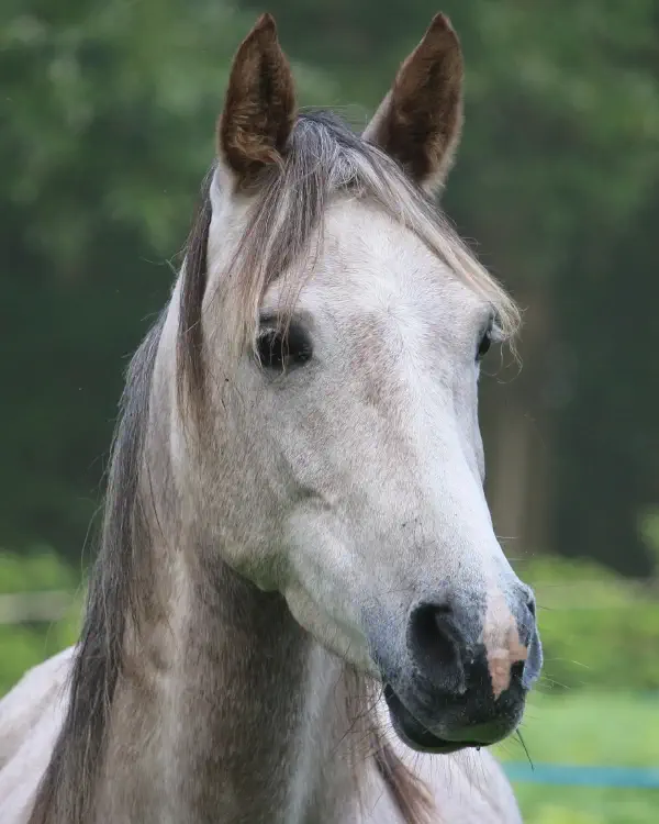 Cheval