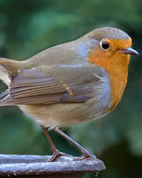 Oiseau