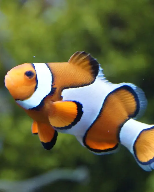 Poisson