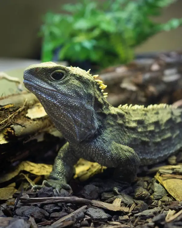 Reptile