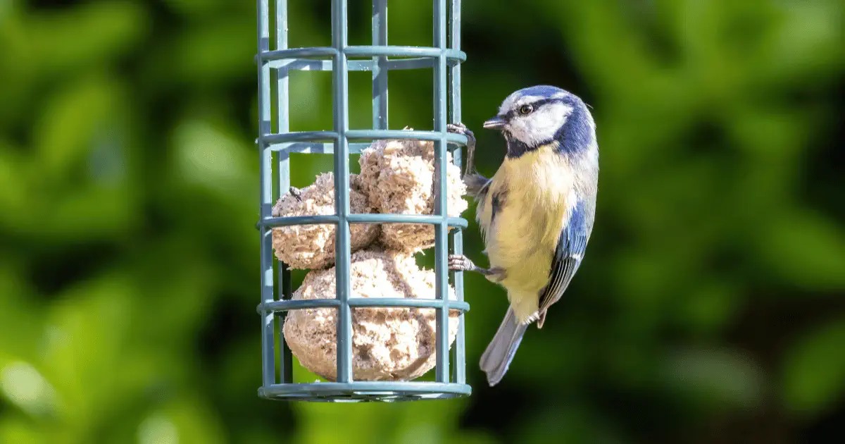 L’alimentation naturelle pour oiseaux domestiques : bien nourrir son compagnon