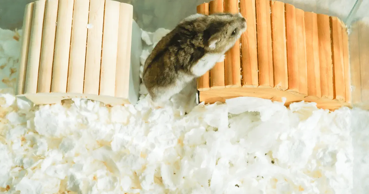 L’alimentation naturelle idéale pour votre rongeur