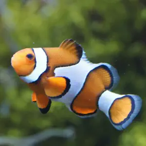 Poisson
