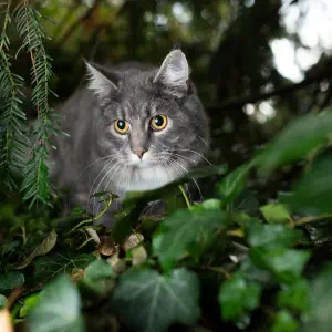 Chat
