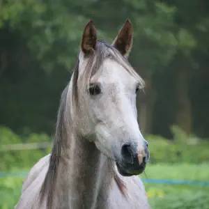 Cheval