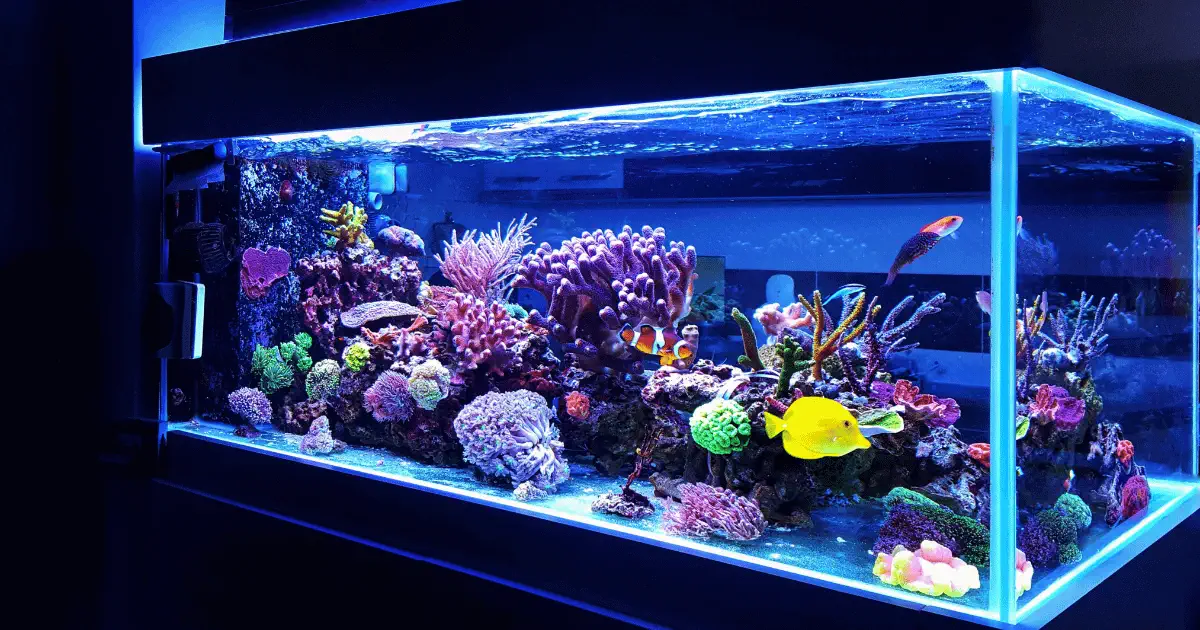 Les erreurs fréquentes dans l’aquarium et comment les éviter