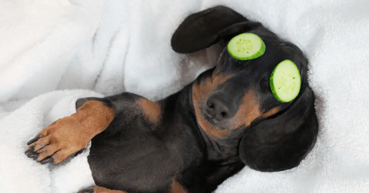 Hygiène et soins naturels pour chiens : guide complet