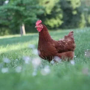 Oiseau