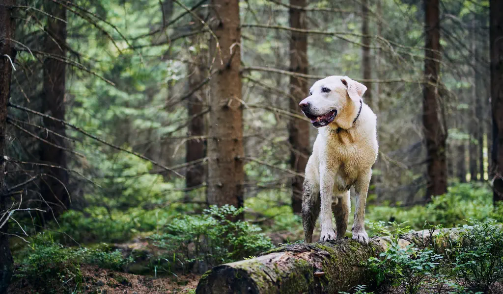 Qui sommes-nous ? La Marketplace de référence en produits bio, naturels et made in France pour animaux