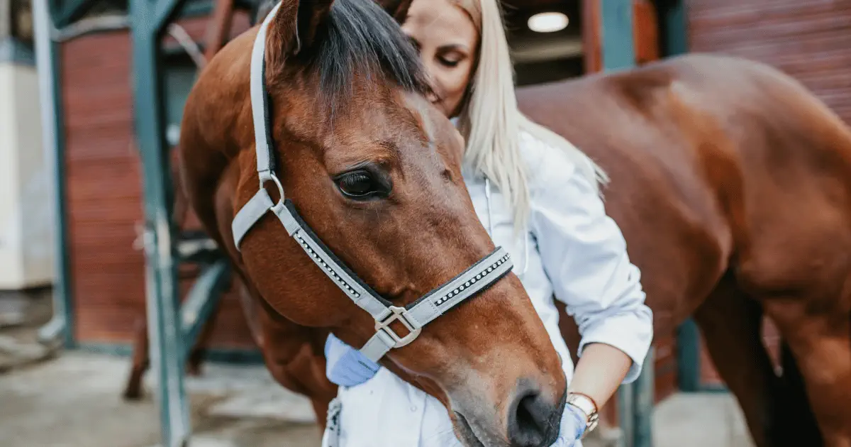 Les essentiels pour prendre soin de son cheval au naturel