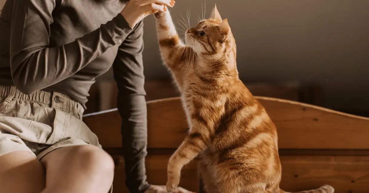 Prendre soin de son chat au naturel : alimentation, hygiène et accessoires