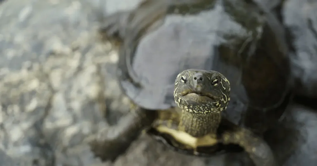 Soins naturels pour reptiles