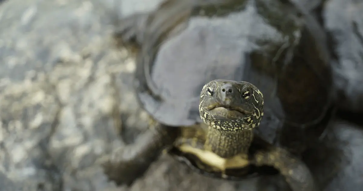Prendre soin de son reptile au naturel : alimentation, habitat et soins