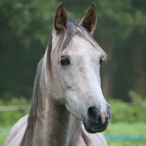 Produits pour cheval