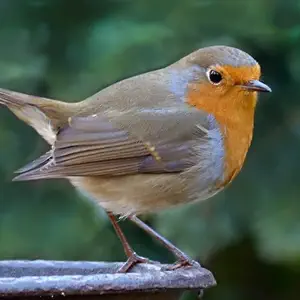 Produits pour oiseau