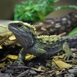 Produits pour reptile